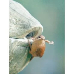 Nestbal Houtbeton - Winterkoning - Schwegler 8 Nestbal Houtbeton - Winterkoning - Schwegler -ESSCHER Winkel nestbal houtbeton winterkoning 1553073909 3 600