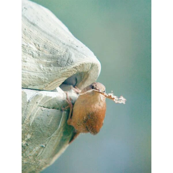 Nestbal Houtbeton - Winterkoning - Schwegler 5 Nestbal Houtbeton - Winterkoning - Schwegler - Afbeelding 3