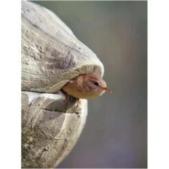 Nestbal Houtbeton - Winterkoning - Schwegler 9 Nestbal Houtbeton - Winterkoning - Schwegler -ESSCHER Winkel nestbal houtbeton winterkoning 1553073909 4 600