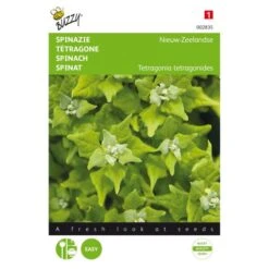 Nieuwzeelandse Spinazie - Tetragonia Expansa