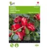 Paprika Snack Patio Rood - Paragon 2 Paprika Snack Patio Rood - Paragon -ESSCHER Winkel paprika snack patio rood paragon 1646840383 1518 600