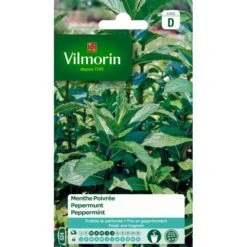 Pepermunt - Mentha Piperita