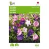 Petunia - Petunia Nana Compacta -ESSCHER Winkel petunia petunia nana compacta 1646840330 419 600