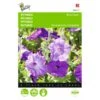 Petunia Raadsheer - Petunia Nana Compacta -ESSCHER Winkel petunia raadsheer petunia nana compacta 1646840330 421 600