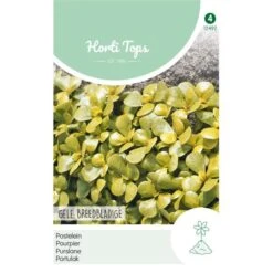 Postelein Gele Breedbladige - Portulaca Oleracea