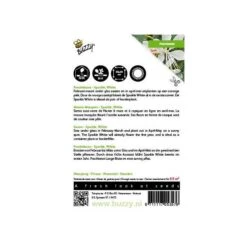 Prachtkaars - Gaura Sparkle White -ESSCHER Winkel prachtkaars gaura sparkle white 1646840393 1705 600