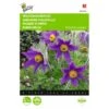 Pulsatilla Vulgaris (wildemanskruid) -ESSCHER Winkel pulsatilla vulgaris wildemanskruid 1646840337 559 600