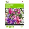 Reukerwt Bijou - Lathyrus Odoratus 2 Reukerwt Bijou - Lathyrus Odoratus -ESSCHER Winkel reukerwt bijou lathyrus odoratus 1646840328 381 600