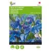 Reukerwt Royal Family Blauw - Lathyrus Odoratus -ESSCHER Winkel reukerwt royal family blauw lathyrus odoratus 1646840329 393 600