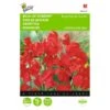 Reukerwt Royal Family Rood - Lathyrus Odoratus -ESSCHER Winkel reukerwt royal family rood lathyrus odoratus 1646840328 387 600