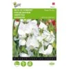 Reukerwt Royal Family Wit - Lathyrus Odoratus -ESSCHER Winkel reukerwt royal family wit lathyrus odoratus 1646840329 391 600