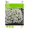 Sneeuwtapijt - Alyssum Marit. Procumbens -ESSCHER Winkel sneeuwtapijt alyssum marit procumbens 1646840324 289 600