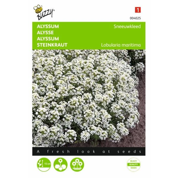 Sneeuwtapijt - Alyssum Marit. Procumbens 3 Sneeuwtapijt - Alyssum Marit. Procumbens