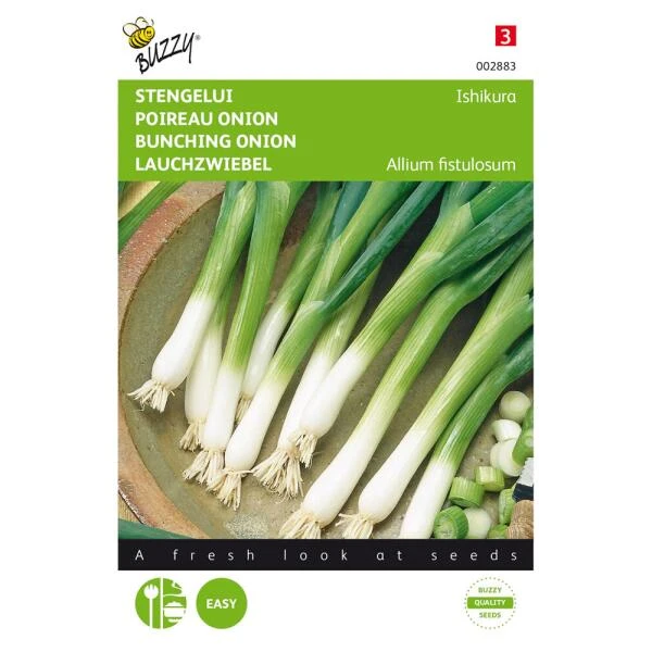 Stengelui Ishikura - Allium Fistulosum 3 Stengelui Ishikura - Allium Fistulosum