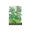 Stevia Rebaudiana - Suikerplantje (special) 1 Stevia Rebaudiana - Suikerplantje (special) -ESSCHER Winkel stevia suikerplantje 1484054515 1 600