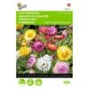 Strobloem - Helichrysum Bracteatum -ESSCHER Winkel strobloem helichrysum bracteatum 1646840328 371 600