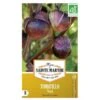 Tomatillo Violet - Physalis Ixocarpa -ESSCHER Winkel tomatillo violet 1484067107 1 600