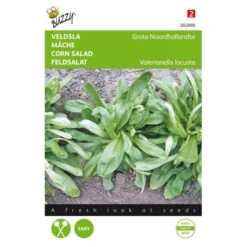 Veldsla Grote Noordhollandse - Valeriana Locusta