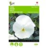 Viola Wittrockiana Mont Blanc -ESSCHER Winkel viola wittrockiana mont blanc 1646840335 523 600