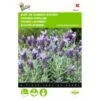 Vlinderlavendel Sancho Panza - Lavandula Stoechas -ESSCHER Winkel vlinderlavendel sancho panza lavandula stoechas 1646840345 702 600
