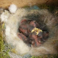 Nestkast + Voederhuis - Multiholk Red Cottage -ESSCHER Winkel vogelhuis voederhuis rood 1510052237 1 600