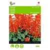 Vuursalie Sint Jansvuur - Salvia Splendens -ESSCHER Winkel vuursalie sint jansvuur salvia splendens 1646840330 429 600