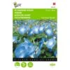 Winde Blauw - Ipomoea Tricolor -ESSCHER Winkel winde blauw ipomoea tricolor 1646840328 379 600