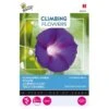 Winde Knowlians Black -Ipomoea Purpurea (Klimmer) -ESSCHER Winkel winde knowlians black ipomoea purpurea klimmer 1646840341 645 600