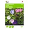 Winde Purper - Ipomoea Purpurea -ESSCHER Winkel winde purper ipomoea purpurea 1646840328 377 600