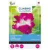 Winde Roze - Ipomoea Dubbel (Klimmer) -ESSCHER Winkel winde roze ipomoea dubbel klimmer 1646840341 647 600