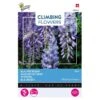 Wisteria Blauw (Klimmer) -ESSCHER Winkel wisteria blauw klimmer 1646840341 653 600