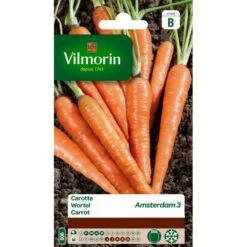 Wortel Amsterdamse Bak - Daucus Carota