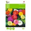 Zinnia Dahliabloemig - Zinnia Elegans -ESSCHER Winkel zinnia dahliabloemig zinnia elegans 1646840332 463 600
