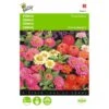 Zinnia Thumbelina Mix - Zinnia Elegans -ESSCHER Winkel zinnia thumbelina mix zinnia elegans 1646840333 471 600