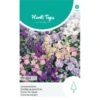 Zomerviolier Gemengd - Matthiola Incana 2 Zomerviolier Gemengd - Matthiola Incana -ESSCHER Winkel zomerviolier gemengd matthiola incana 1646840363 1122 600