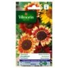 Zonnebloem Herfstschone - Helianthus Annuus -ESSCHER Winkel zonnebloem herfstschone helianthus annuus 1646839549 249 600