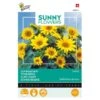Zonnebloem Pacino Gold - Helianthus (Sunflowers) -ESSCHER Winkel zonnebloem pacino gold helianthus sunflowers 1646840316 109 600