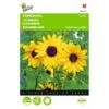 Zonnebloem Stella - Helianthus Debilis -ESSCHER Winkel zonnebloem stella helianthus debilis 1646840328 369 600
