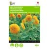 Zonnebloem Sungold - Helianthus Annuus -ESSCHER Winkel zonnebloem sungold helianthus annuus 1646840327 365 600