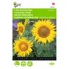 Zonnebloem Sunspot - Helianthus Annuus -ESSCHER Winkel zonnebloem sunspot helianthus annuus 1646840327 363 600