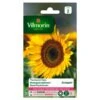 Zonnebloem Sunspot Laag - Helianthus Annuus -ESSCHER Winkel zonnebloem sunspot laag helianthus annuus 1646839528 119 600