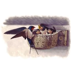 Boerenzwaluw Kunstnest - Houtbeton - Schwegler -ESSCHER Winkel zwaluwnest boerenzwaluw houtbeton 1556786743 1 600