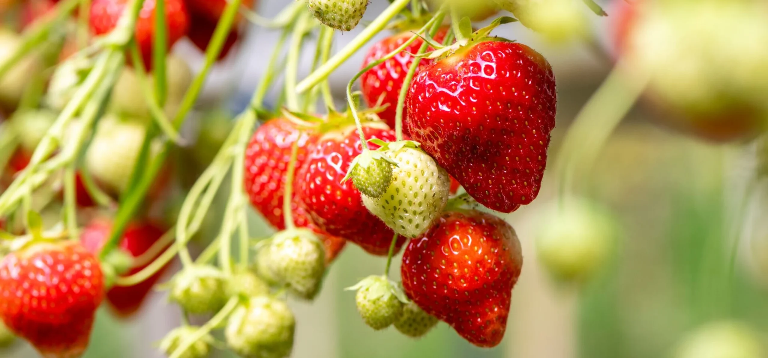 ESSCHER Winkel 1 ESSCHER Winkel -ESSCHER Winkel aHR0cHM6Ly9tZWRpYS5ncm91cGRjLmJlL20vMjYwODk3MzBhNTYwMjExMC9MYXJnZS1EQ01fQXJkYmVpZW5fQm9lcm1hbnMtMDQ2My5qcGc scaled